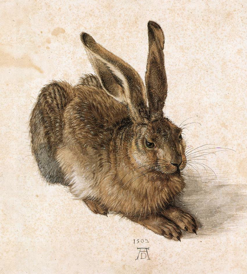 Hare By Durer