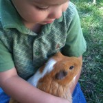 guinea_pig